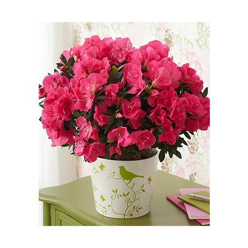 Image result for azalea in vaso